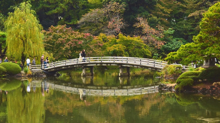 [相片1]新宿國立公園的秋天美景。新宿是東京觀賞秋色的最佳目的地之一。池塘中的水很好地反映了橋樑。這是我在東京秋天最喜歡的目的地之一。地點：東京都新宿