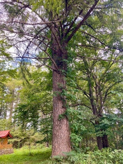 [相片2]【大木鎮隱藏寶石景點介紹📌】在大木町海神區的北海神社，為紀念日俄戰爭勝利而在1906年（明治39年）上種植的落葉松仍然作為「紀念保護樹」。這棵樹高27米，直徑80釐米。落葉松已經活了近120年，所以請