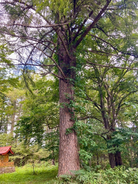 [画像2]【大樹町穴場スポット紹介📌】大樹町の開進地区にある「北開神社」に、日露戦争の戦勝記念として明治39年に植えられたカラマツが「記念保護樹木」として今も残っています。樹高27m、直径80cmあるそうです。