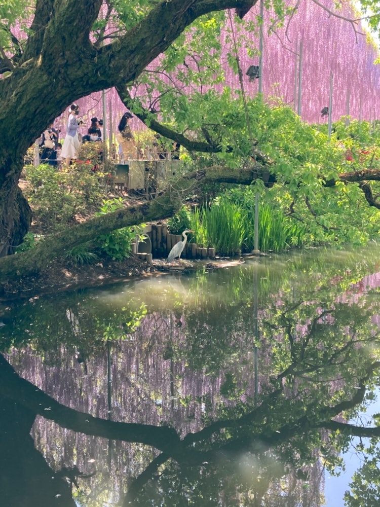 [相片1]櫪木足利花卉公園 🌸即使是攝影初學者的我，也可以拍出精彩的照片，無論你在哪裡拍攝，風景都很棒！紫藤花的香味也很優雅，非常治癒，我希望日冕很快就會消退，我可以再去看看...... ✨