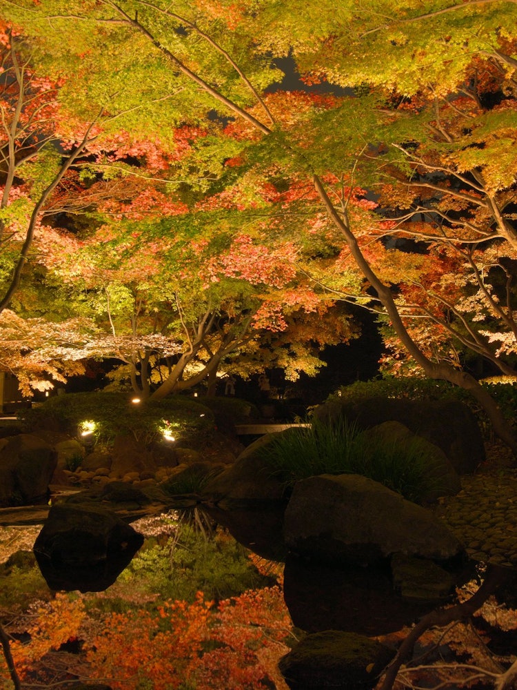 [Image1]Autumn Foliage Reflection Autumn Foliage Day in Ogikubo and Otaguro Park