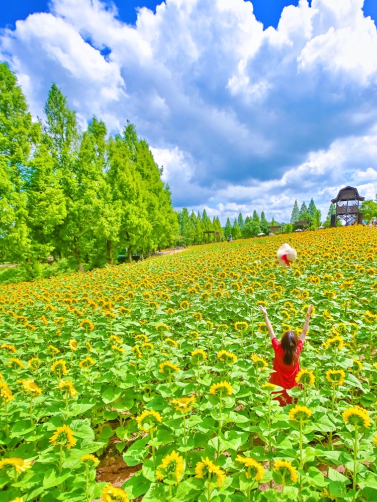 [相片1]廣島世羅町（廣島推薦景點）#世良高原農場👈 @serakogenfarm 我背對著向日葵，高興地扔了📸一頂草帽👒。許多向日葵在宏偉的場地上蓬勃發展！ 😊🌻 向日葵節開放至8月23日。