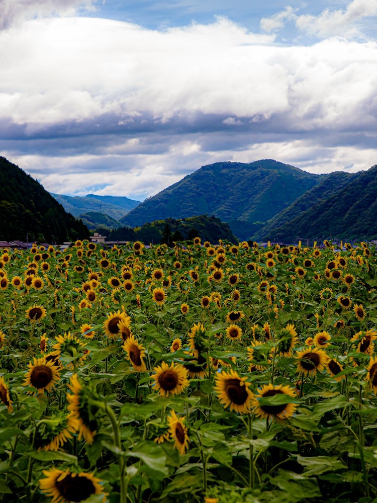 [Image1]Sunflower field 2021.7In Sayo Town, Hyogo Prefecture