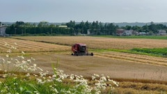 [相片2]小麦收获已经开始，田野里到处都能看到麦秆卷。这个colo-colo将成为奶牛的床！北海道十胜的典型风景蔓延开来。*这是农民的重要领域。 请不要进去。