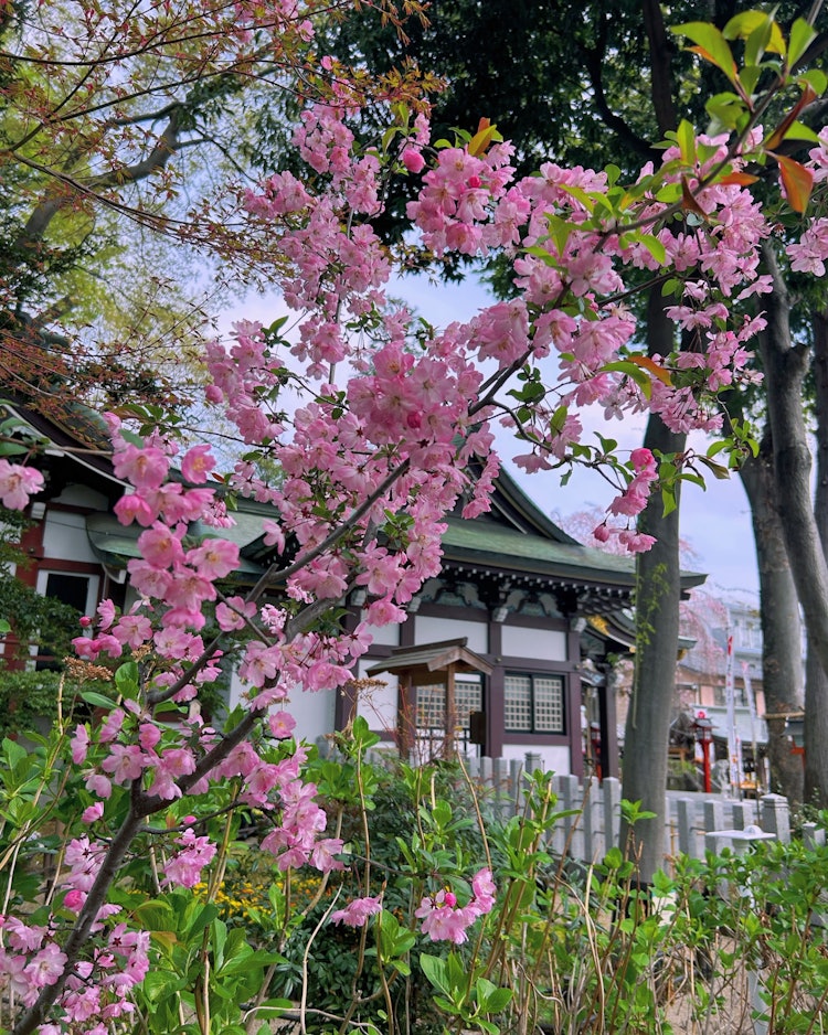 [画像1]24年4月8日撮影。川越八幡宮の参道の風景です。とてもきれいな花ですが、何の花でしょうか？