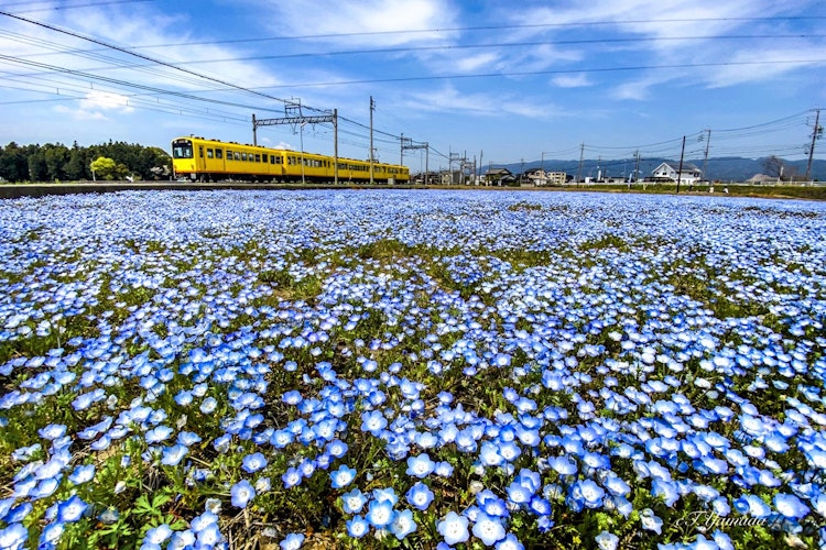 [相片1]黄色跳入遍布各地的蓝色。这是一个受欢迎的景点，您可以在春季拍摄与Nemophila合作的照片，在秋季拍摄与Cosmos合作的照片。今年异常拥挤。三重县稻边市大泉站