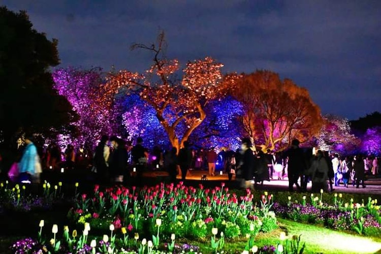 [相片1]今年東京最大的國立公園新宿御苑舉辦了一場非常獨特和迷人的夜間櫻花活動。住在東京附近的人一定要參加這個活動。