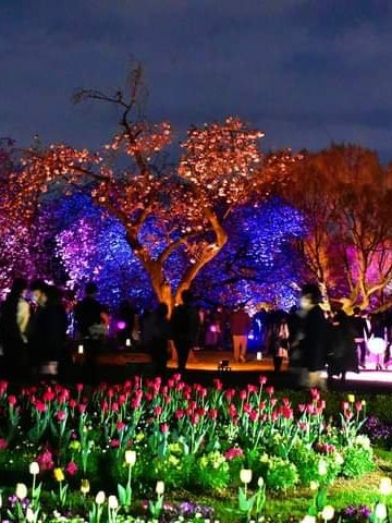 [Image1]This year's biggest national park in Tokyo, Shinjuku Gyoen held a nighttime cherry blossom event whi