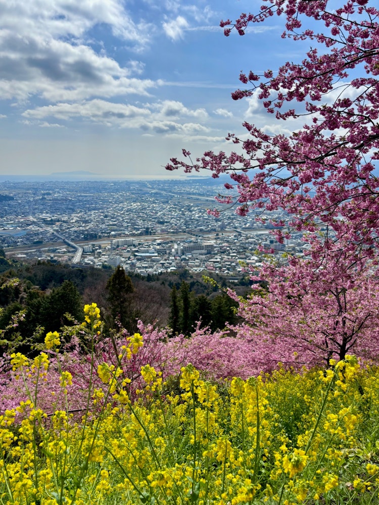 [画像1]松田山の上まで登ると、河津桜と菜の花のコントラストの向こうには相模湾まで見渡せる大パノラマが広がっていた。