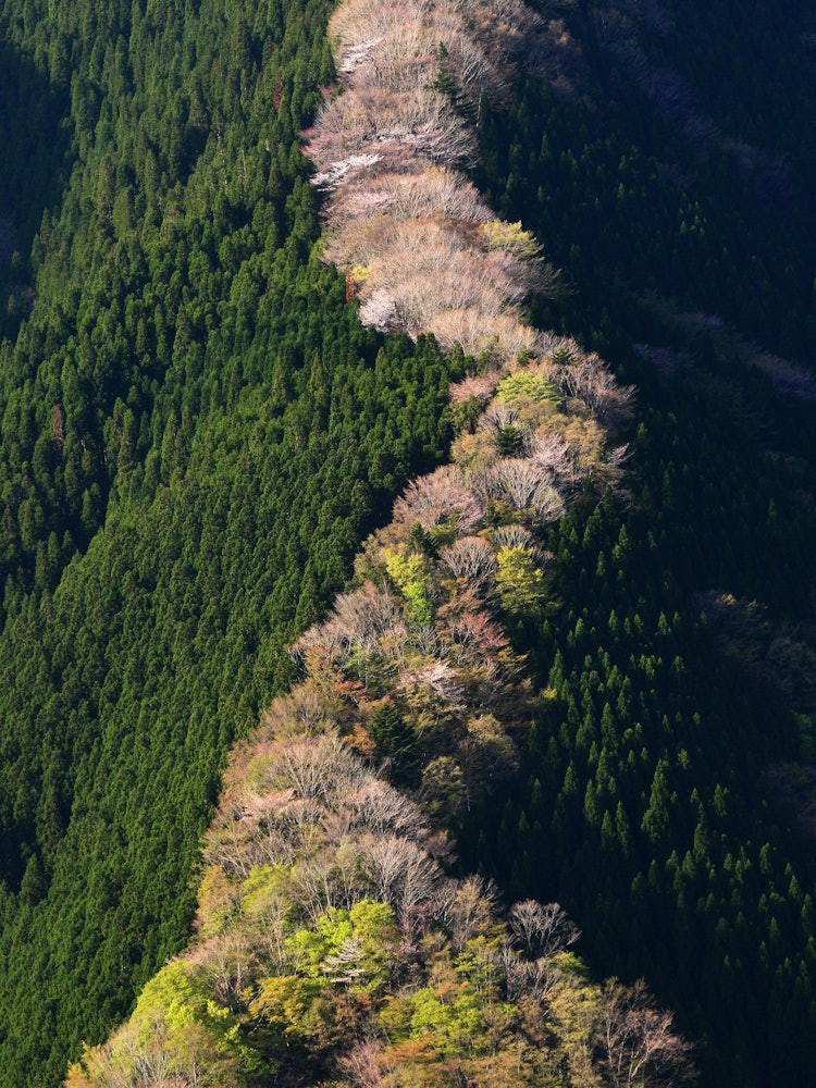 [Image1]It is the fresh greenery and cherry blossoms of the Namego Valley in Kamikitayama Village, Nara Pref