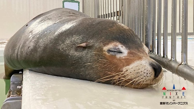[相片1]维罗的加州海狮在陆地上小睡一会😪儿