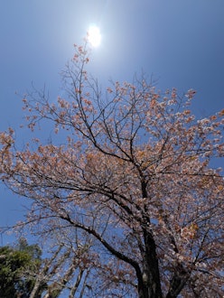 [画像2]河津桜が咲いてましたが、もう葉桜になってきています。撮影した日が雲ひとつない青空で桜と共に太陽まで撮影してしまいました。撮影場所:公園