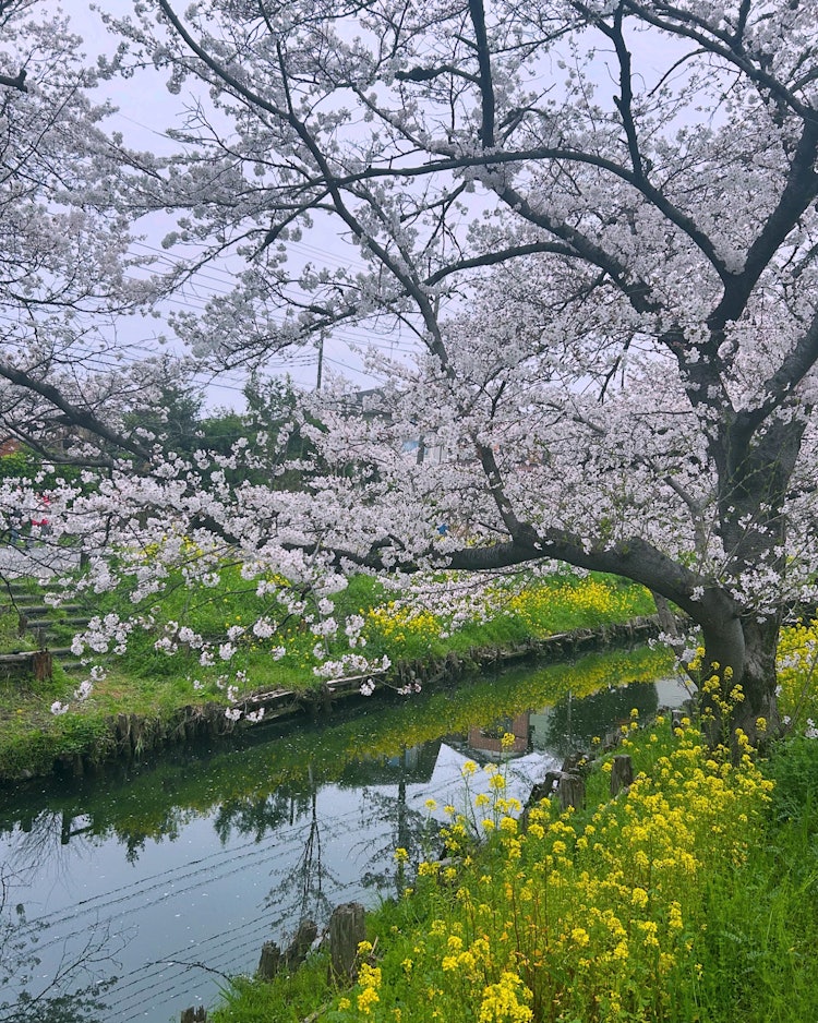 [이미지1]24년 4월 6일 촬영.가와고에 히카와 신사 뒤편에는 신가시 강의 명예 벚꽃입니다.유채꽃이 강물에 반사되어 매우 아름답습니다오늘도 날씨가 좋기 때문에 벚꽃을 보러 갈 것입니다.