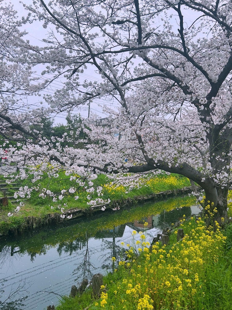 [Image1]Photographed on April 6, 24.Behind the Kawagoe Hikawa Shrine, it is the honorary cherry blossom of t