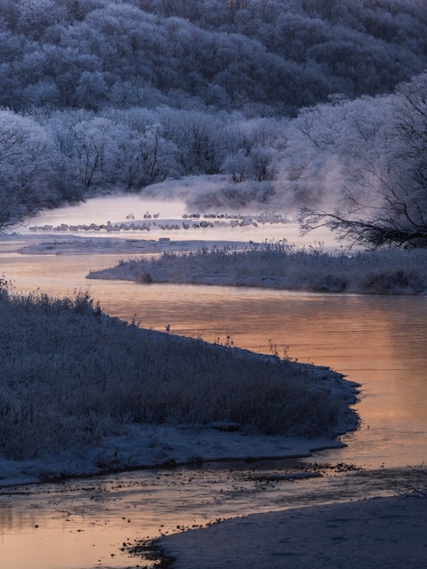 [画像1]鶴居村の音羽橋1月、朝はマイナス20度ほどの気温凍りついた川の寝床で、丹頂たちが目を覚ます、朝日が登り始め薄紫の時刻が訪れる… それはまるで奇跡の絶景と言っても過言ではなかった