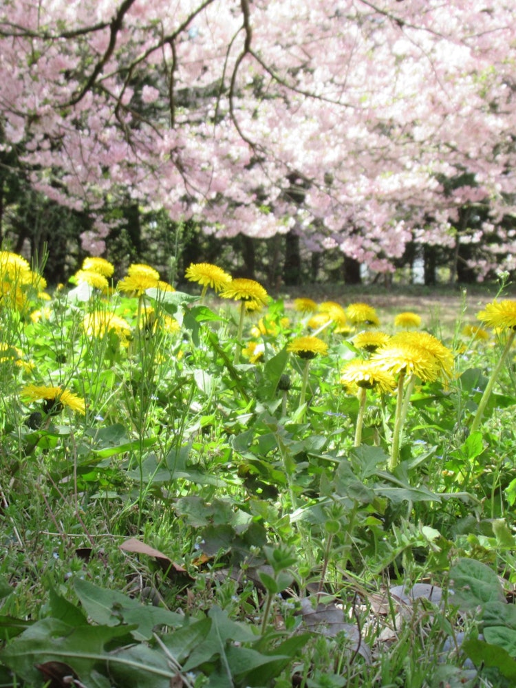 [Image1]Spring-colored garden