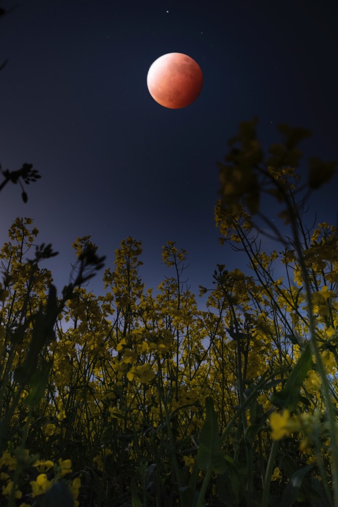 [이미지1]개기 달 침식과 유채꽃 꿈의 콜라보레이션코로나가 만연한 동안 자연은 아름다운 풍경을 유지합니다.✨ 이 풍경을 만든 농부들에게 감사드립니다.나는 또한 총 달 침식의 귀중한 현상을 목
