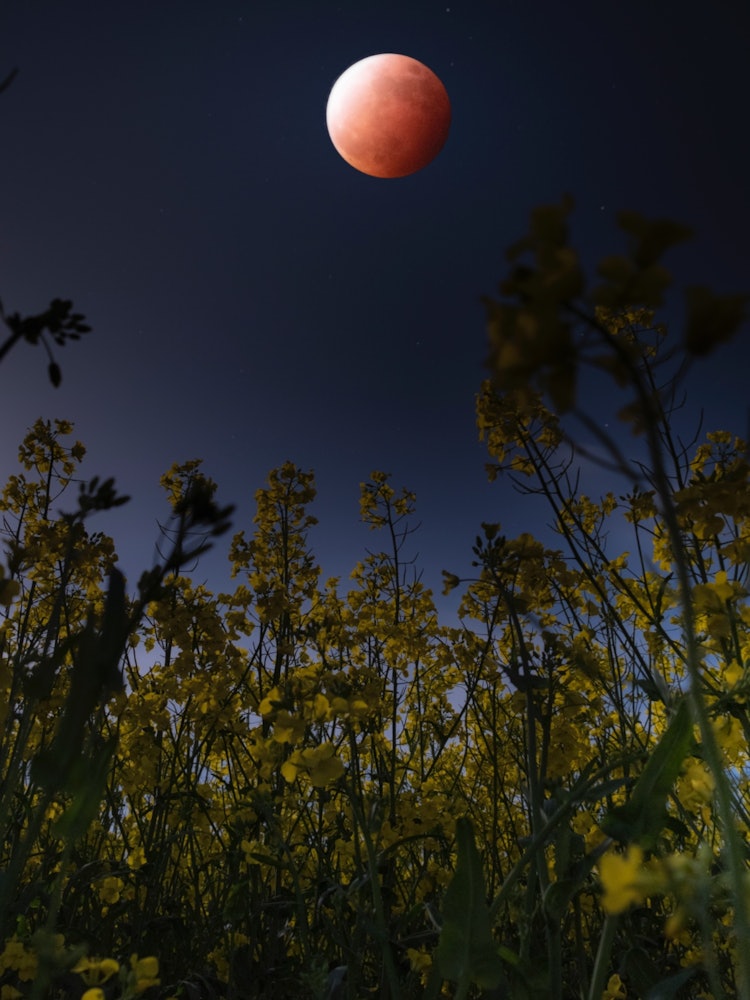 [이미지1]개기 달 침식과 유채꽃 꿈의 콜라보레이션코로나가 만연한 동안 자연은 아름다운 풍경을 유지합니다.✨ 이 풍경을 만든 농부들에게 감사드립니다.나는 또한 총 달 침식의 귀중한 현상을 목