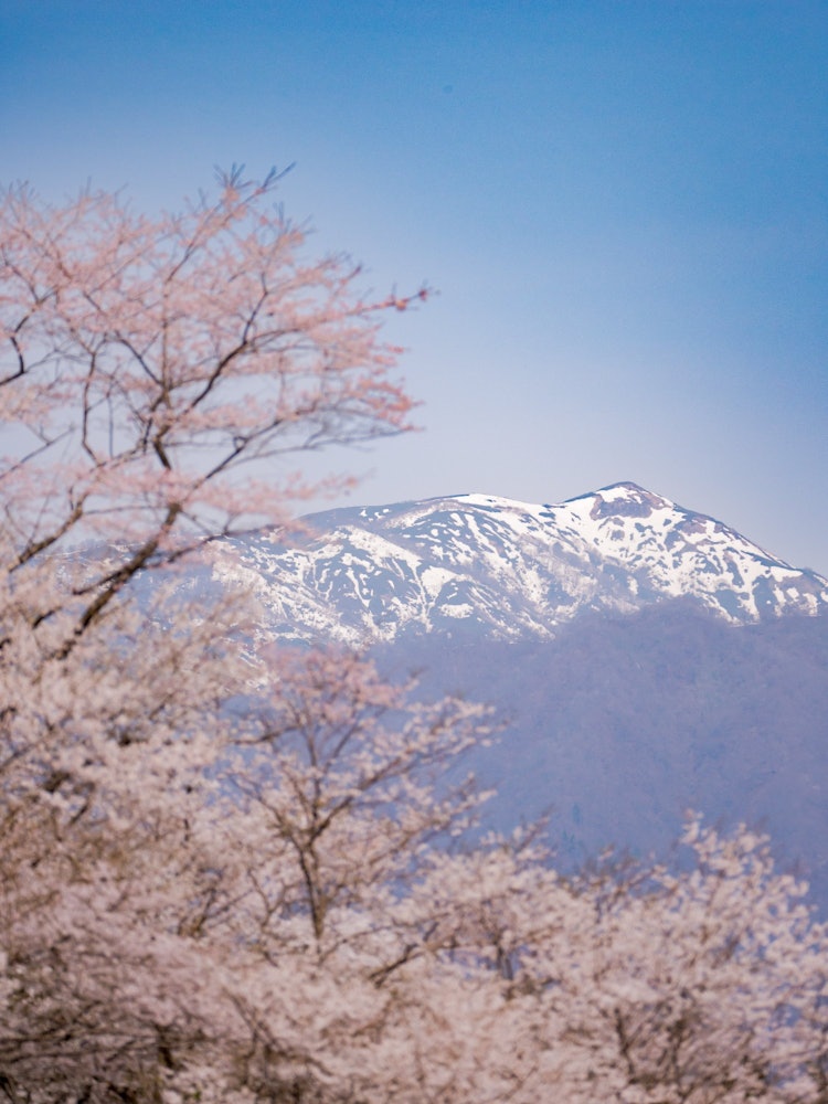 [Image1]This is a photo taken when I went to see the pale ink cherry blossoms in Honsu City, Gifu Prefecture