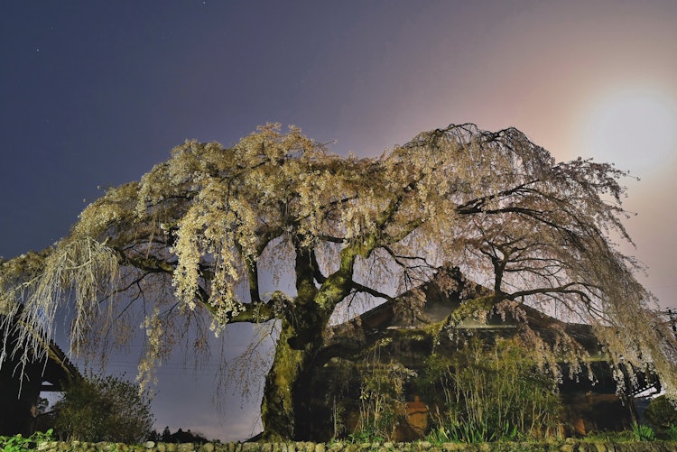 [相片1]和歌山县田边市熊野古道沿线下垂的樱花据说是江户时代中期，野长濑家族第19代首领吉森六郎于1747年从京都祗园订购的。