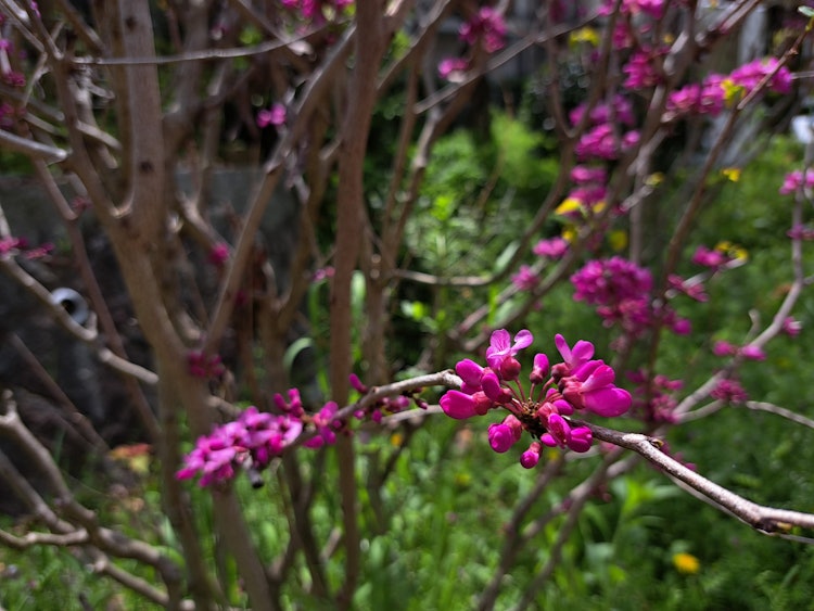[相片1]散步时，小径上绽放着可爱美丽的花朵。大部分樱花都落下了，但当我稍微垂下眼睛时，仍然有很多花朵盛开。 看来春天会持续更长的时间。