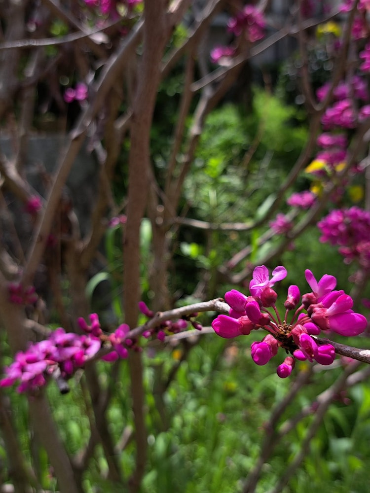 [相片1]散步時，小徑上綻放著可愛美麗的花朵。大部分櫻花都落下了，但當我稍微垂下眼睛時，仍然有很多花朵盛開。 看來春天會持續更長的時間。