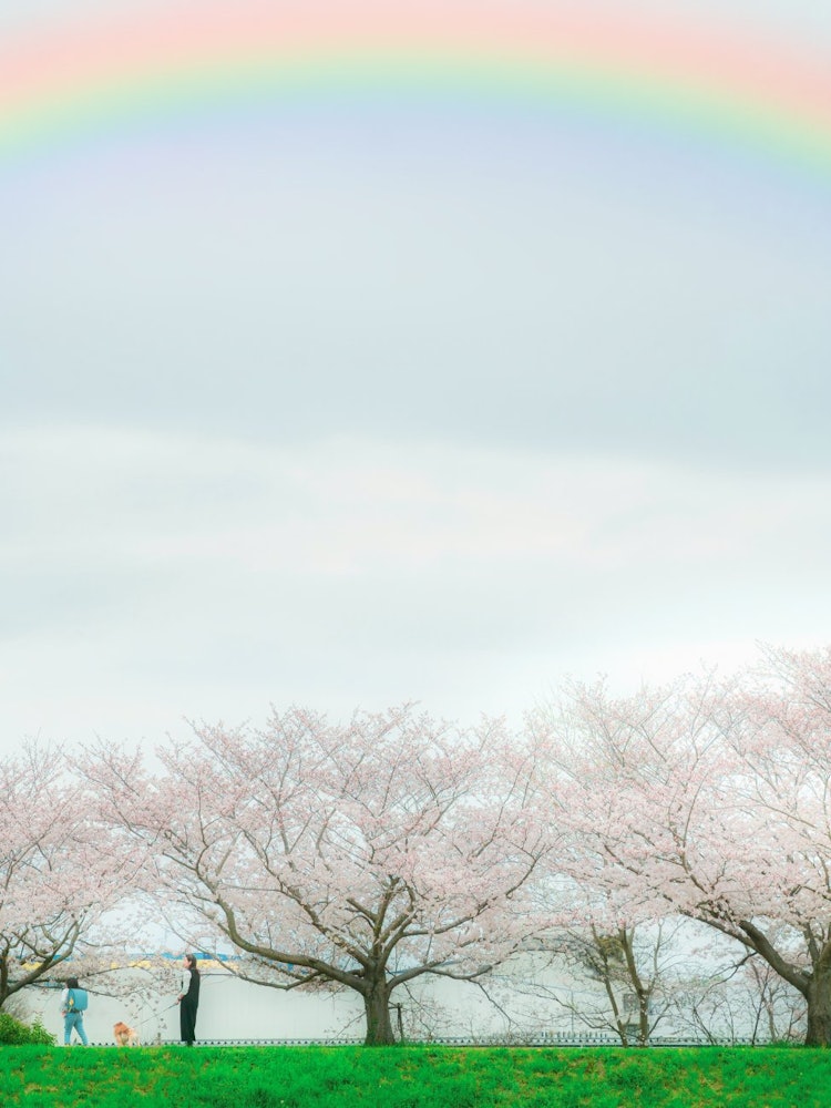[相片1]我家附近的櫻花樹在兵庫縣神戶市這是一條我經常經過的路，但它總是很漂亮，當我從遠處看時，感覺像1.2.3，而且大小略有不同，櫻花樹很有趣，雨後天氣多雲，所以有點棘手，但我去散步了