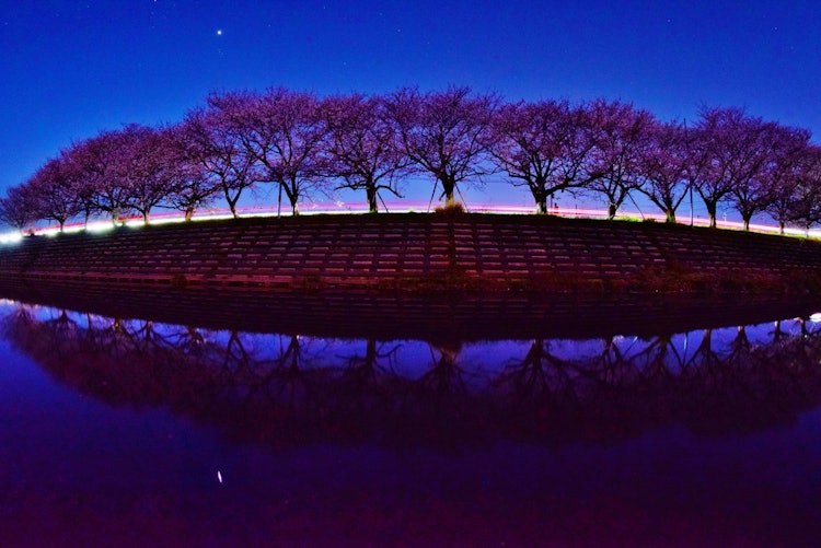 [이미지1]촬영 장소: 에히메현 이마바리시 돈다 강강물에 빛나는 벚꽃 가로수
