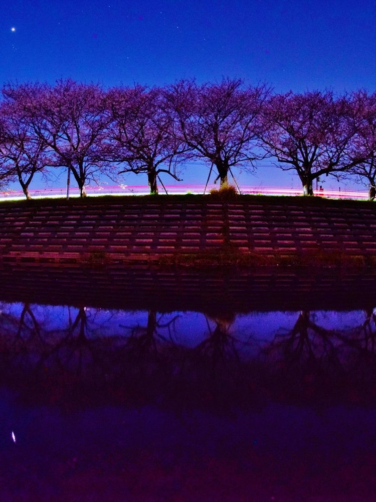 [画像1]撮影場所：愛媛県今治市の頓田川（とんだがわ）川面に映える桜並木
