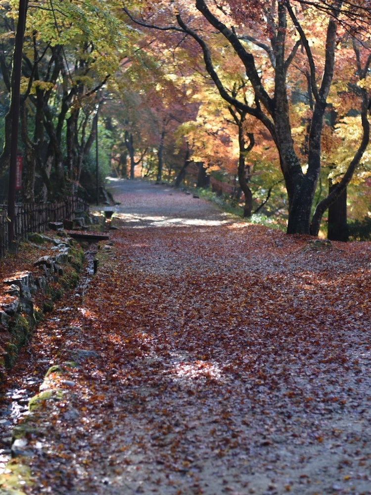 [Image1]At Korankei, one of the best autumn foliage spots in the Tokai Sea
