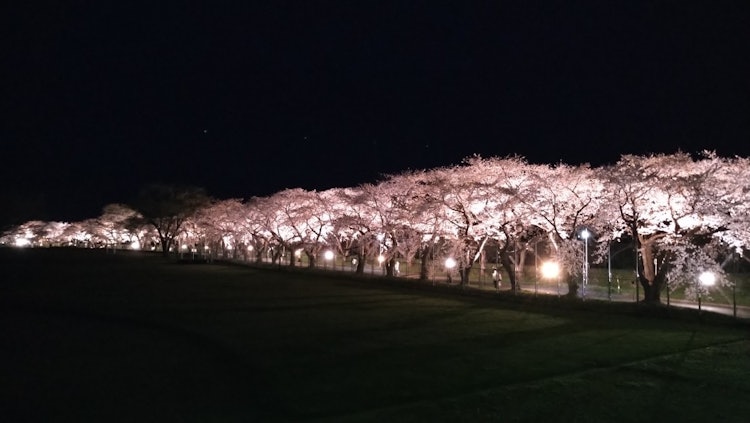 [画像1]北斗桜回廊のライトアップ🌸少し離れたところから撮りました📷夜桜は映えますねぇ✨桜を見ながら夜の散歩🎵良いですよね😆