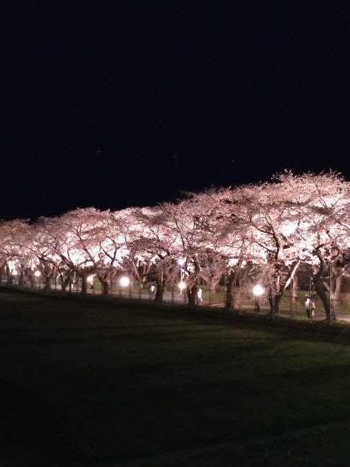 [Image1]Illumination 🌸 of the Hokuto Cherry Blossom CorridorI 📷 took it from a short distanceThe cherry blos