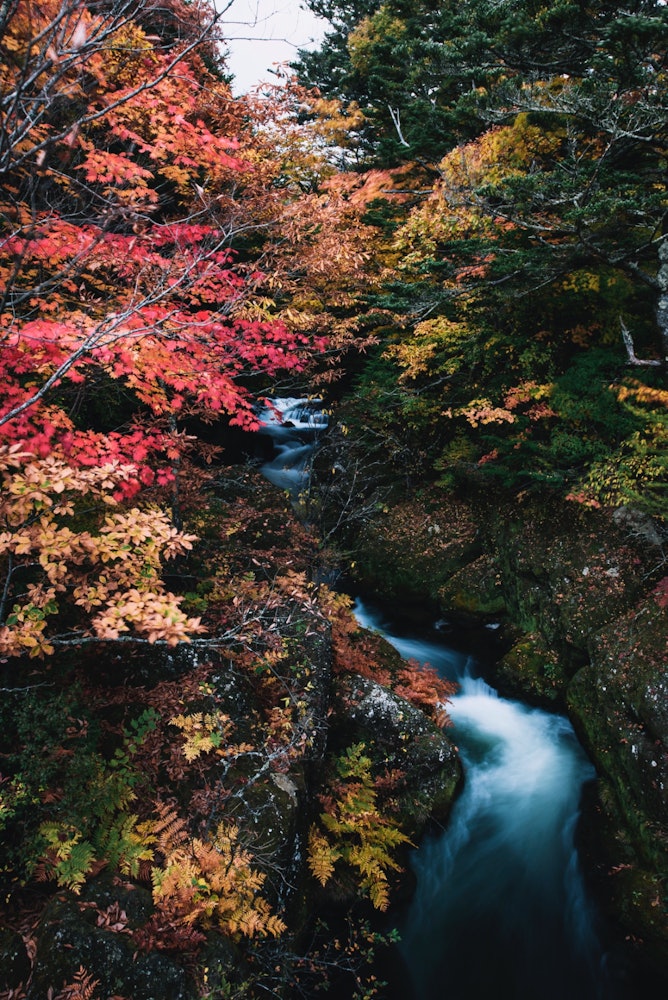 [相片1]顏色開始時的秋葉是最美麗的。對比很美。