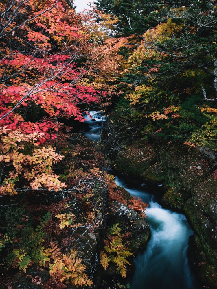 [相片1]颜色开始时的秋叶是最美丽的。对比很美。