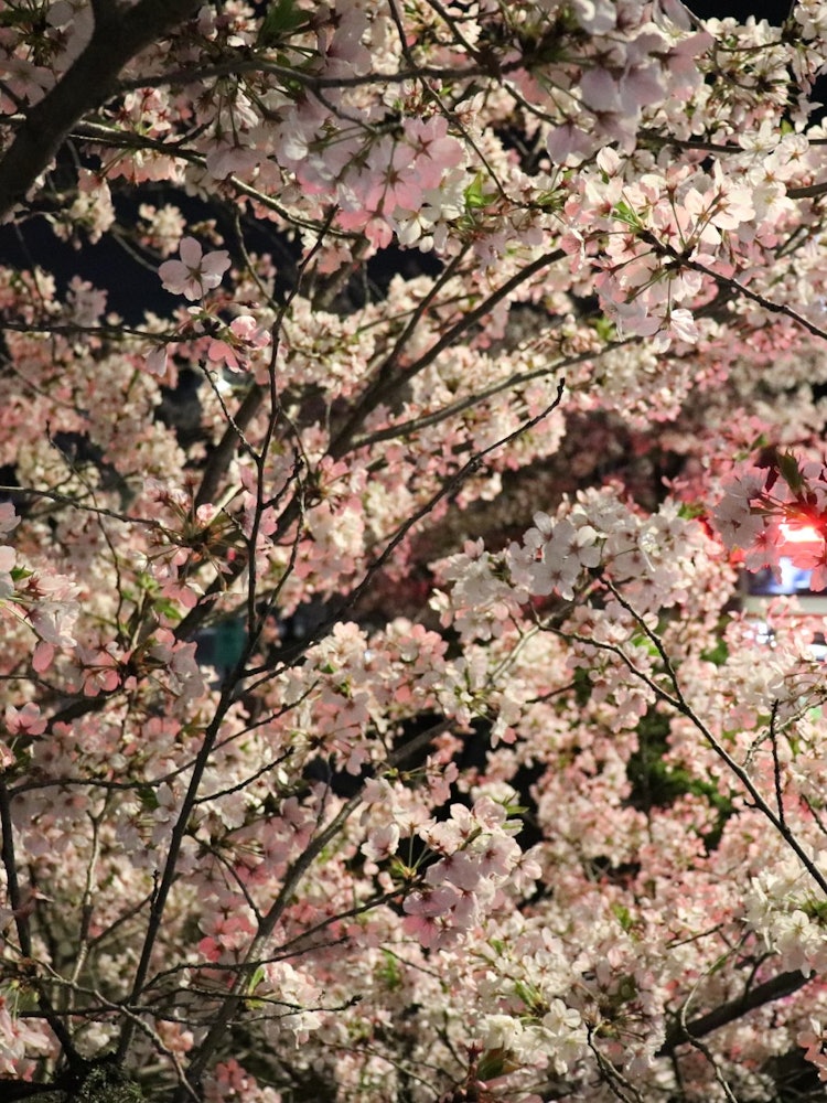 [相片1]樱花像附近的河流一样盛开。它不是亮着的，而是路灯或过往汽车的光。今年的樱花过得真快。
