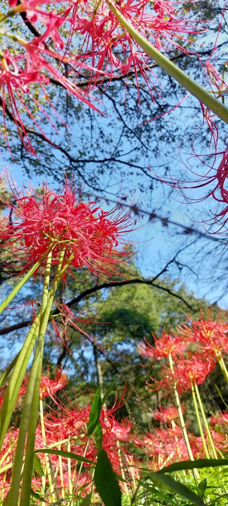 [画像1]野川公園の彼岸花。 大都市のなかでも自然はありました。