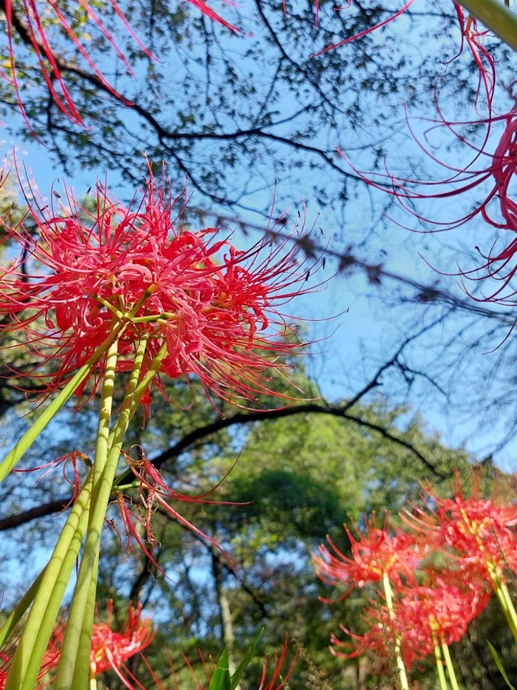 [Image1]red spider liliies of Nogawa Park. Even in big cities, there was nature.