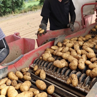 [Image1]Regards Tokachi no imo!In the Tokachi region of Hokkaido, potato harvest is in full swing On this da