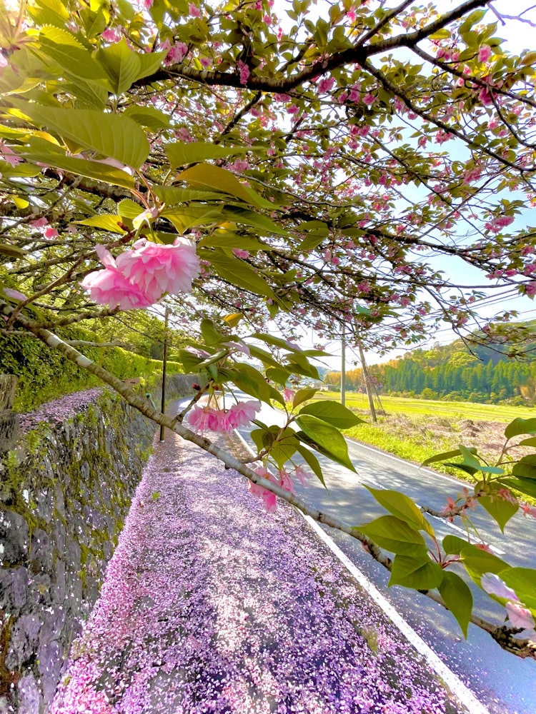 [相片1]風很大，今年的櫻花以每秒5釐米以上的速度看到。