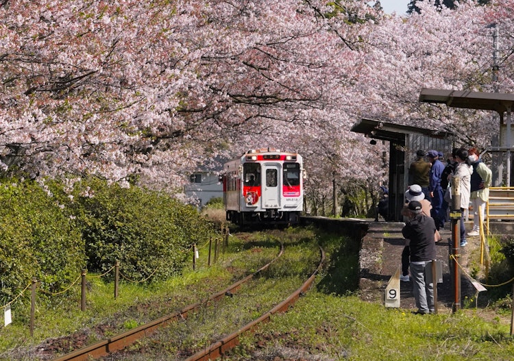 [Image1]#Many camera boys and grandmothers came to the cherry blossom tunnel#Uranosaki Station#Matsuura Rail
