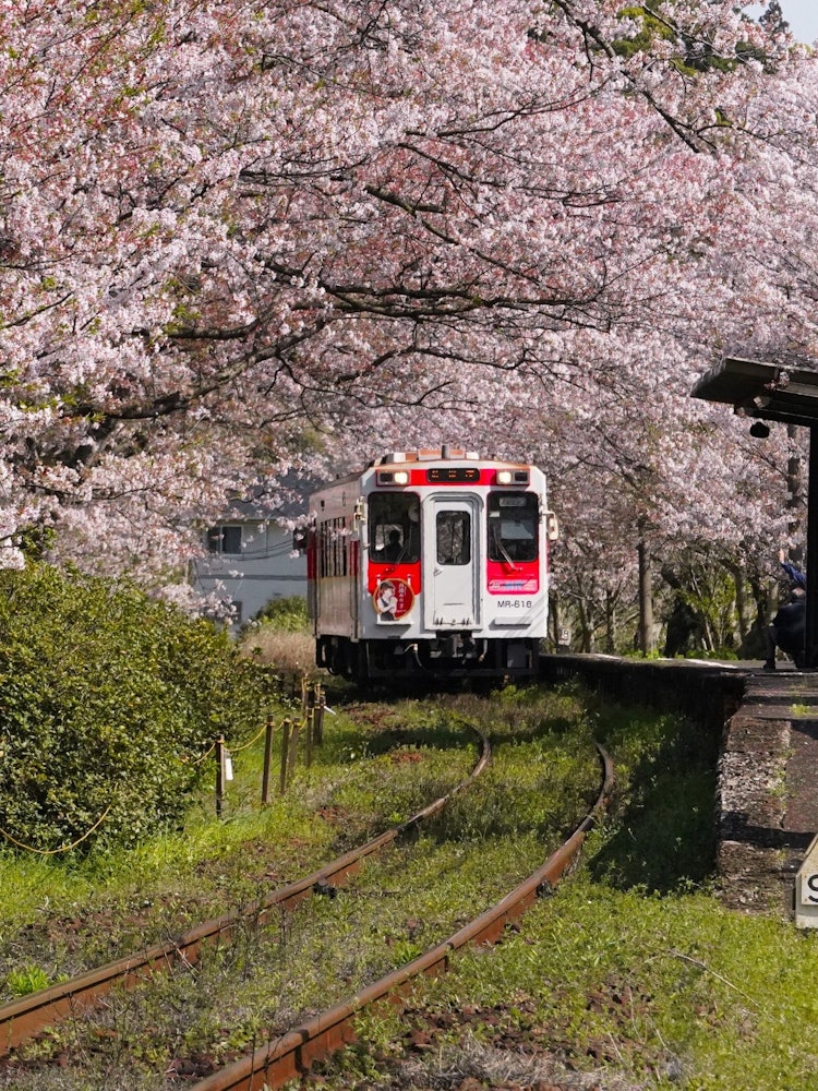 [Image1]#Many camera boys and grandmothers came to the cherry blossom tunnel#Uranosaki Station#Matsuura Rail