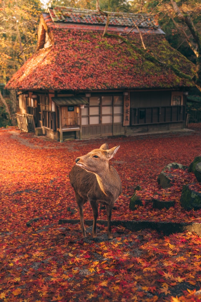 [相片1]秋葉和鹿 🦌🍁