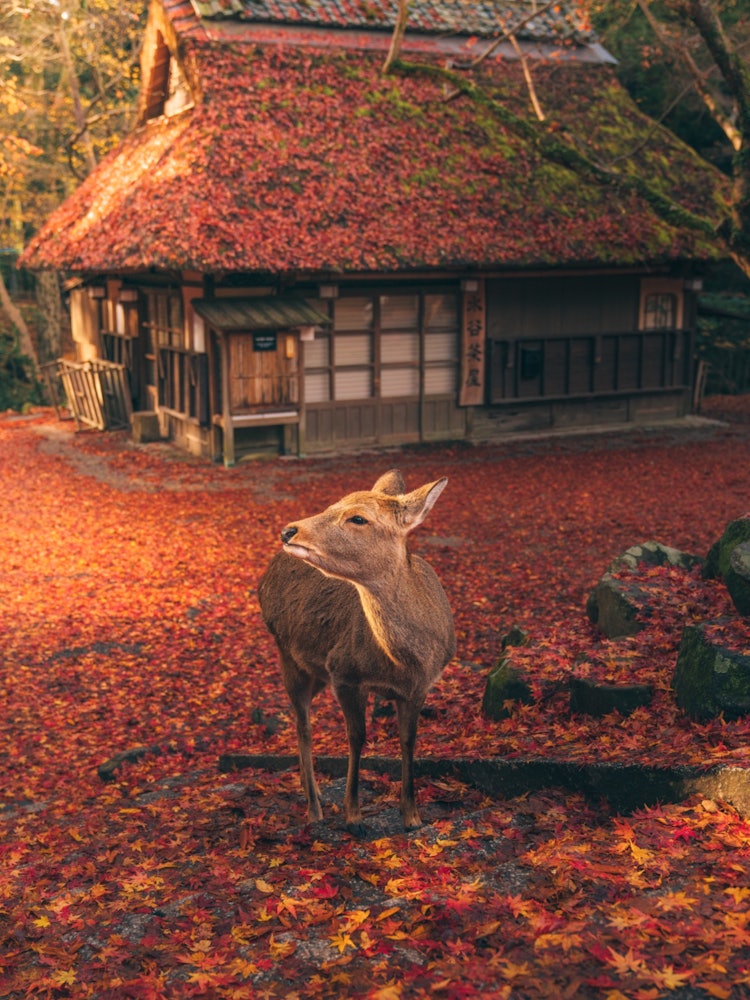 [Image1]Autumn leaves and deer 🦌🍁