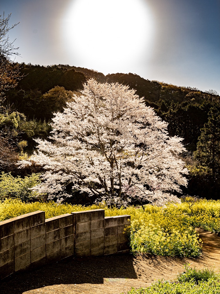 [이미지1]가나가와 현의 밝은 잉크 벚꽃. 바로 위에는 방금 올라간 태양이 있습니다.