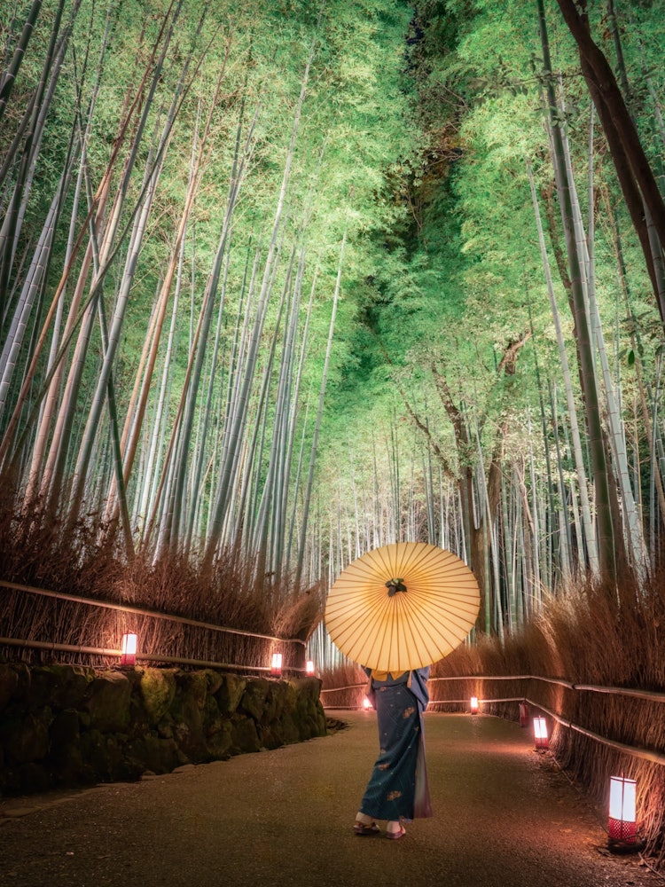 [画像1]京都府嵯峨、嵐山の竹林の小径。冬に開かれる花灯路というイベントの期間はライトアップも行われます。ライトアップされた竹林はとても美しく、趣があります。
