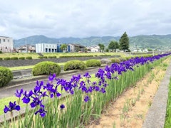 [Image2][The irises of the Takizawa River are in full bloom! ] 】4/30As if to liven up the Iris Festival, the