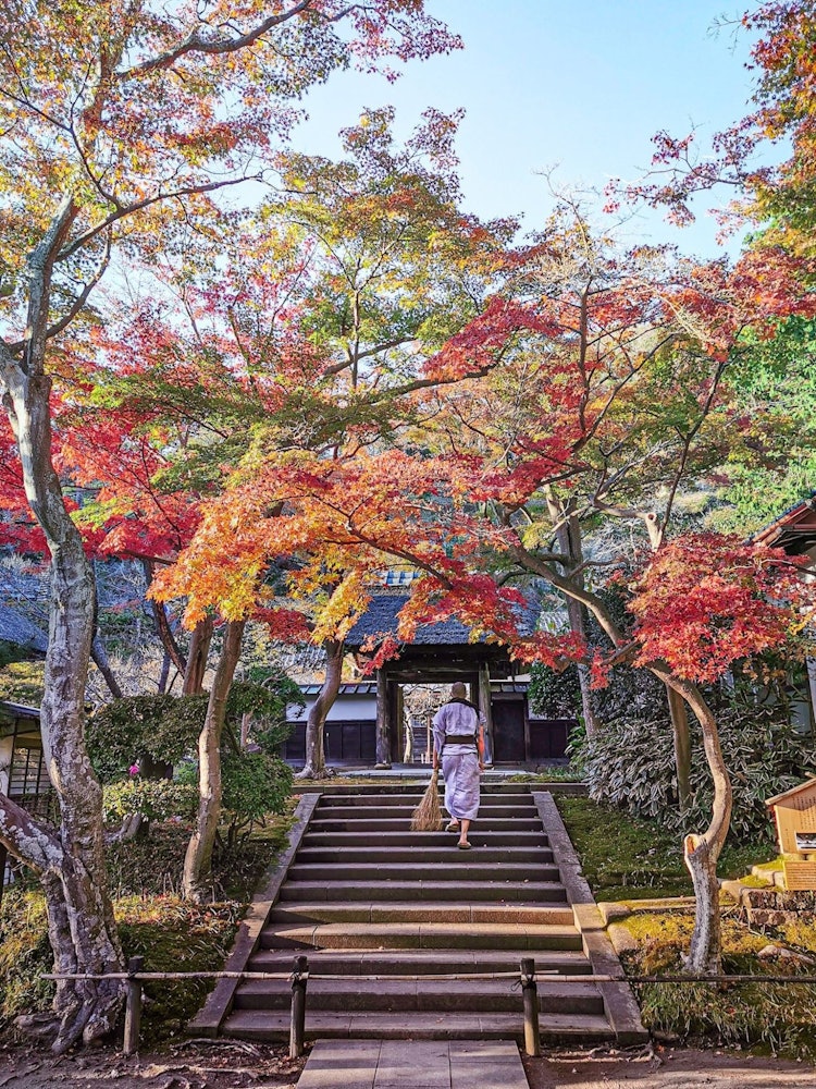 [相片1]一件在北镰仓的圆岳寺。在看红叶的最佳时间之前一点。这里的场地很大，您可以看到许多不同的景观。