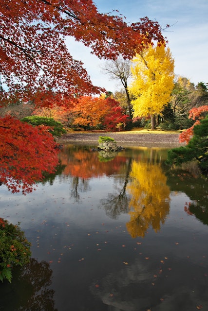 [画像1]京都に住む方が京都で一番と称される秋の仙洞御所🍁秋に訪れ感動の景色に包まれた日。もみじに銀杏に色とりどりの日本の秋を感じられる場所☺️