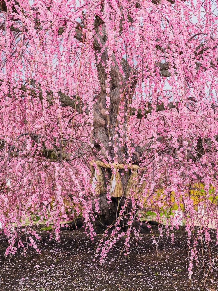 [Image1]Drooping plum in Suzuka Forest Garden in Mie Prefecture Plum blossoms will gradually bloom in the co