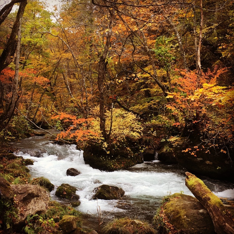 [Image1]It is the autumn leaves of the Oirase Gorge in Aomori Prefecture.It was the most beautiful autumn le
